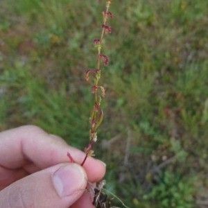 Photographie n°2173642 du taxon Rumex bucephalophorus L. [1753]