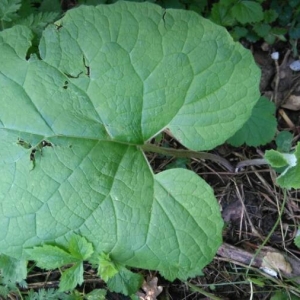 Photographie n°2173651 du taxon Arctium lappa L. [1753]