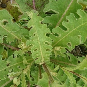 Photographie n°2173680 du taxon Verbascum sinuatum L. [1753]