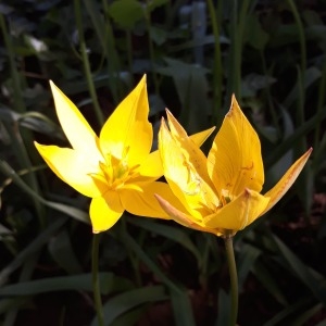 Photographie n°2173691 du taxon Tulipa sylvestris subsp. sylvestris 