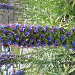 Photographie n°2173698 du taxon Echium candicans L.f. [1782]