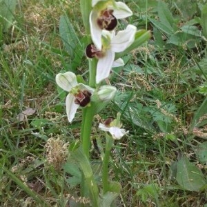 Photographie n°2173737 du taxon Ophrys apifera Huds. [1762]