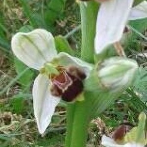 Photographie n°2173738 du taxon Ophrys apifera Huds. [1762]