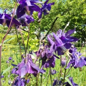 Photographie n°2173753 du taxon Aquilegia vulgaris L. [1753]