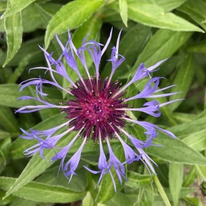 Photographie n°2173763 du taxon Cyanus montanus (L.) Hill [1768]