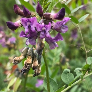 Photographie n°2173766 du taxon Vicia sepium L. [1753]