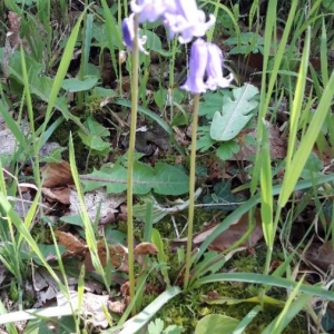 Photographie n°2173798 du taxon Hyacinthoides non-scripta (L.) Chouard ex Rothm. [1944]