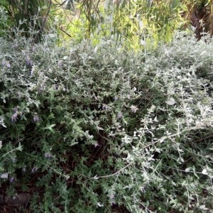 Photographie n°2173816 du taxon Teucrium fruticans L. [1753]