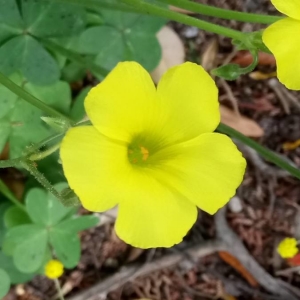 Photographie n°2173817 du taxon Oxalis pes-caprae L. [1753]