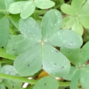 Photographie n°2173818 du taxon Oxalis pes-caprae L. [1753]