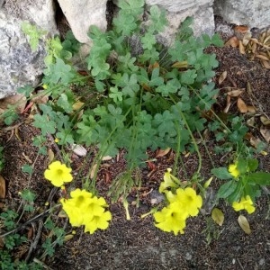 Photographie n°2173819 du taxon Oxalis pes-caprae L. [1753]