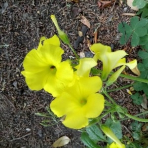 Photographie n°2173820 du taxon Oxalis pes-caprae L. [1753]
