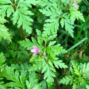 Photographie n°2173956 du taxon Geranium robertianum L.