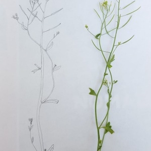 Photographie n°2173957 du taxon Arabidopsis thaliana (L.) Heynh.