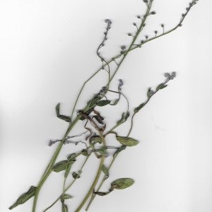 Photographie n°2173963 du taxon Myosotis arvensis (L.) Hill [1764]