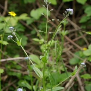 Photographie n°2174045 du taxon Myosotis arvensis (L.) Hill [1764]