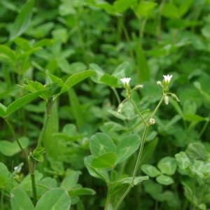 Photographie n°2174046 du taxon Cerastium pumilum Curtis [1777]