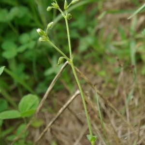 Photographie n°2174047 du taxon Cerastium pumilum Curtis [1777]