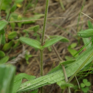 Photographie n°2174048 du taxon Cerastium pumilum Curtis [1777]