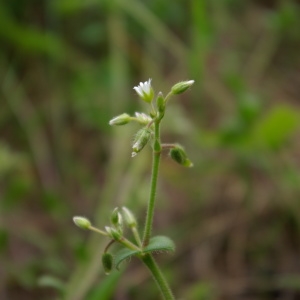 Photographie n°2174049 du taxon Cerastium pumilum Curtis [1777]