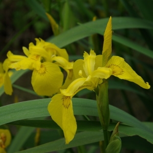 Photographie n°2174056 du taxon Iris pseudacorus L. [1753]