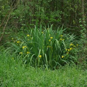 Photographie n°2174057 du taxon Iris pseudacorus L. [1753]