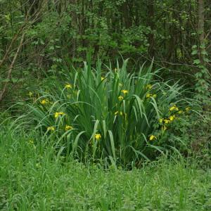 Photographie n°2174057 du taxon Iris pseudacorus L. [1753]