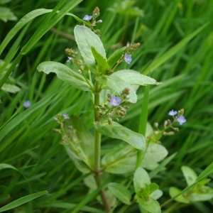 Photographie n°2174059 du taxon Veronica beccabunga L. [1753]