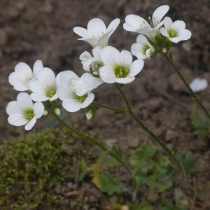 Photographie n°2174072 du taxon Saxifraga granulata L. [1753]