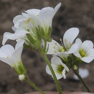 Photographie n°2174074 du taxon Saxifraga granulata L. [1753]