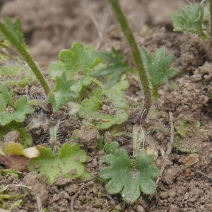 Photographie n°2174075 du taxon Saxifraga granulata L. [1753]