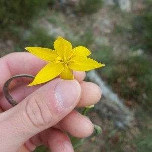 Photographie n°2174161 du taxon Tulipa sylvestris L. [1753]