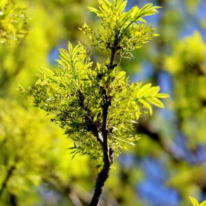 Photographie n°2174170 du taxon Fraxinus L. [1753]