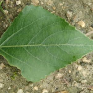 Photographie n°2174183 du taxon Populus nigra L. [1753]