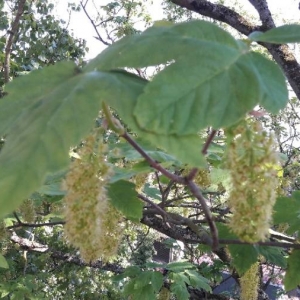 Photographie n°2174184 du taxon Acer pseudoplatanus L. [1753]