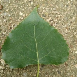 Photographie n°2174186 du taxon Populus nigra L. [1753]