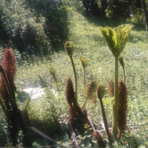 Photographie n°2174272 du taxon Gunnera tinctoria (Molina) Mirb. [1805]