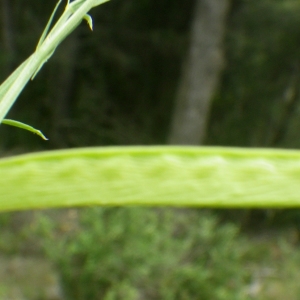 Photographie n°2174295 du taxon Lathyrus sphaericus Retz.