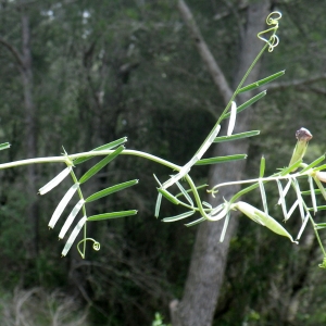 Photographie n°2174329 du taxon Vicia sativa subsp. angustifolia (L.) Batt. [1889]