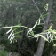  Liliane Roubaudi - Vicia sativa subsp. angustifolia (L.) Batt. [1889]