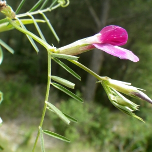 Photographie n°2174332 du taxon Vicia sativa subsp. angustifolia (L.) Batt. [1889]