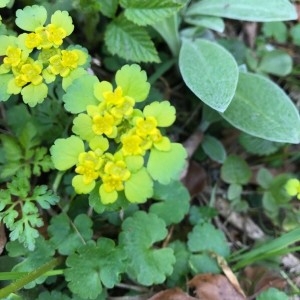 Photographie n°2174337 du taxon Chrysosplenium alternifolium L. [1753]