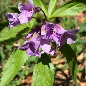 Photographie n°2174346 du taxon Cardamine pentaphyllos (L.) Crantz [1769]