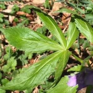 Photographie n°2174347 du taxon Cardamine pentaphyllos (L.) Crantz [1769]