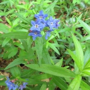 Photographie n°2174349 du taxon Buglossoides purpurocaerulea (L.) I.M.Johnst.