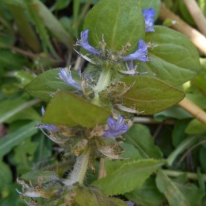 Photographie n°2174355 du taxon Ajuga reptans L. [1753]