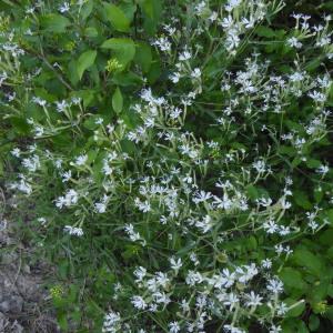 Photographie n°2174386 du taxon Silene italica (L.) Pers. [1805]