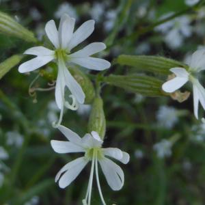 Photographie n°2174389 du taxon Silene italica (L.) Pers. [1805]