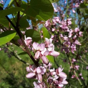 Photographie n°2174410 du taxon Cercis siliquastrum L. [1753]