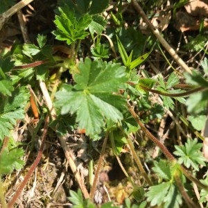 Photographie n°2174424 du taxon Potentilla crantzii (Crantz) Beck ex Fritsch [1897]